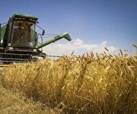آغاز خرید تضمینی گندم از کشاورزان همدانی