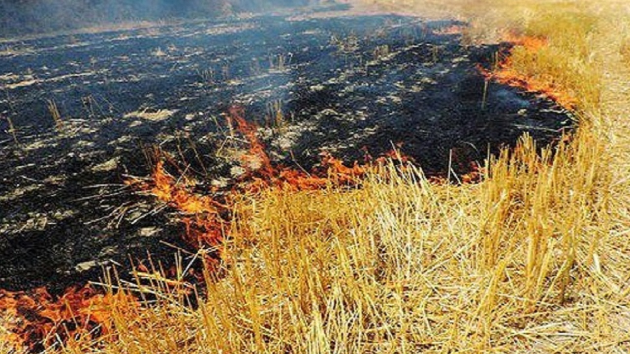هشدار جهادکشاورزی نسبت به آتش زدن کاه و کلش در آذربایجان شرقی