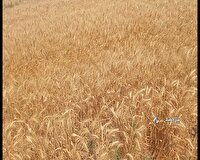 برداشت و خرید تضمینی گندم در بیارجمند