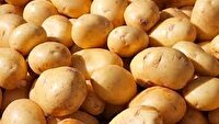 آغاز برداشت سیب‌زمینی در عجب شیر