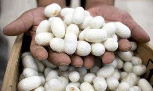 آغاز برداشت پیله تر ابریشم در گیلان