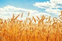خرید ۴۵ هزار تن گندم مازاد بر نیاز از کشاورزان
