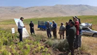 افتتاح مرکز نوآوری عدس دیم در روستای عباس‌آباد دیناران