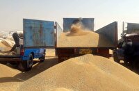 آغاز خرید تضمینی گندم از کشاورزان استان