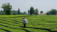 آغاز برداشت چین دوم برگ سبز چای