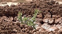 اجرای طرح بیابان زدایی در ۵۰۰ هکتار از اراضی کبودراهنگ