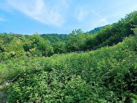 آسمان مازندران تا شنبه صاف و آفتابی