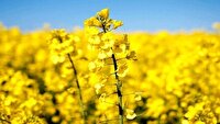 تولید ۵۵۰۰ تن دانه‌های روغنی در آذربایجان شرقی 