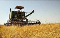 آغاز برداشت گندم در کردستان