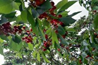 سرمازدگی تولید گیلاس اشنویه را به نصف کاهش داد