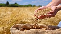 پرداخت نیمی از مطالبات گندم‌کاران گلستانی