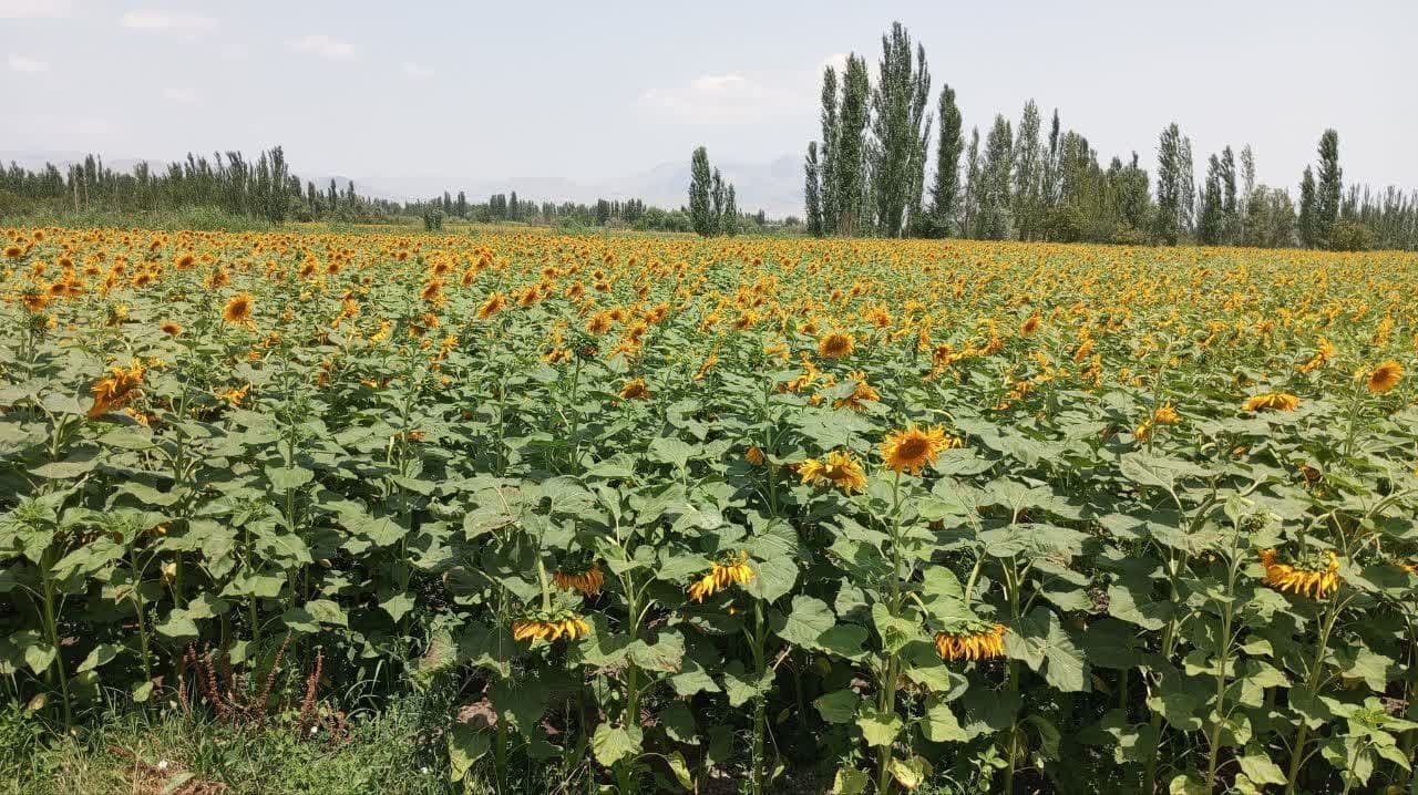 کاهش ۳۵ درصدی مصرف آب در کشت دانه‌های آجیلی