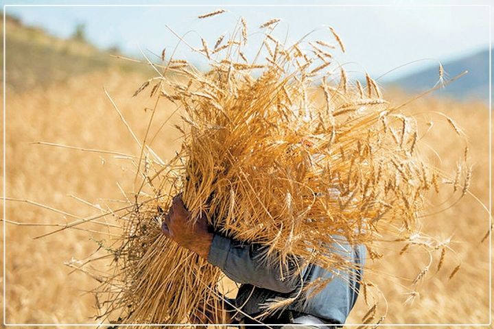 دیلم؛ پیشگام در خرید گندم و حمایت از کشاورزان با طرح «روستابازار»