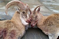 شکارچیان غیر مجاز در دام محیط بانان