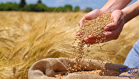 خرید بیش از ۹ هزار تن گندم از کشاورزان لرستانی