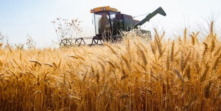 تداوم خرید تضمینی گندم، خرید بیش از ۴۶۰۰ تُن گندم در خراسان شمالی