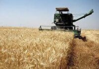 تداوم خرید تضمینی گندم، خرید بیش از ۴۶۰۰ تُن گندم در خراسان شمالی