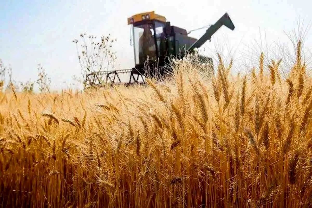 خرید تضمینی بیش از ۲۰ هزار تن گندم درخراسان شمالی