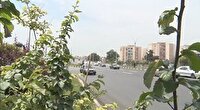 کاشت درختان جنگلی بومی در نقاط مختلف شهر گرگان