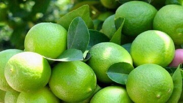 برداشت لیمو ترش از باغ‌های توکهور وهشتبندی