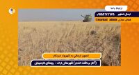 آغاز برداشت طلای زرد در روستای فارسیجان