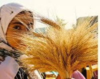 برگزاری جشنواره خوشه‌های طلایی در اسدآباد