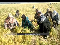 نذر محصول عدس در پذیرایی از زائران کربلا