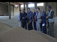 پیش‌بینی خرید ۸۰ هزار تن گندم در اردبیل