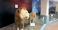 ۲۰ نمونه تاکسیدرمی به موزه تاریخ طبیعی اردبیل اضافه شد