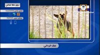 بیان مشکلات از شما، پیگیری از خبرگزاری صداوسیما
