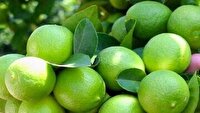 برداشت لیمو ترش از باغ‌های توکهور وهشتبندی