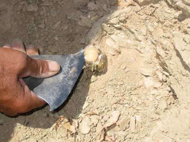 پیش بینی برداشت بیش از ۸۰ تن آنغوزه در خراسان جنوبی