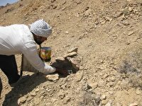 پیش بینی برداشت بیش از ۸۰ تن آنغوزه در خراسان جنوبی