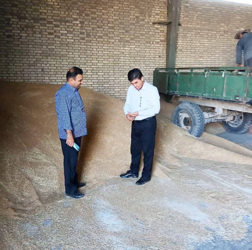 شروع خرید تضمینی گندم در مراکز خرید شبکه تعاون روستائی شهرستان ارومیه