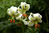 سوسن چلچراغ تنها گل ملی ایران نمین
