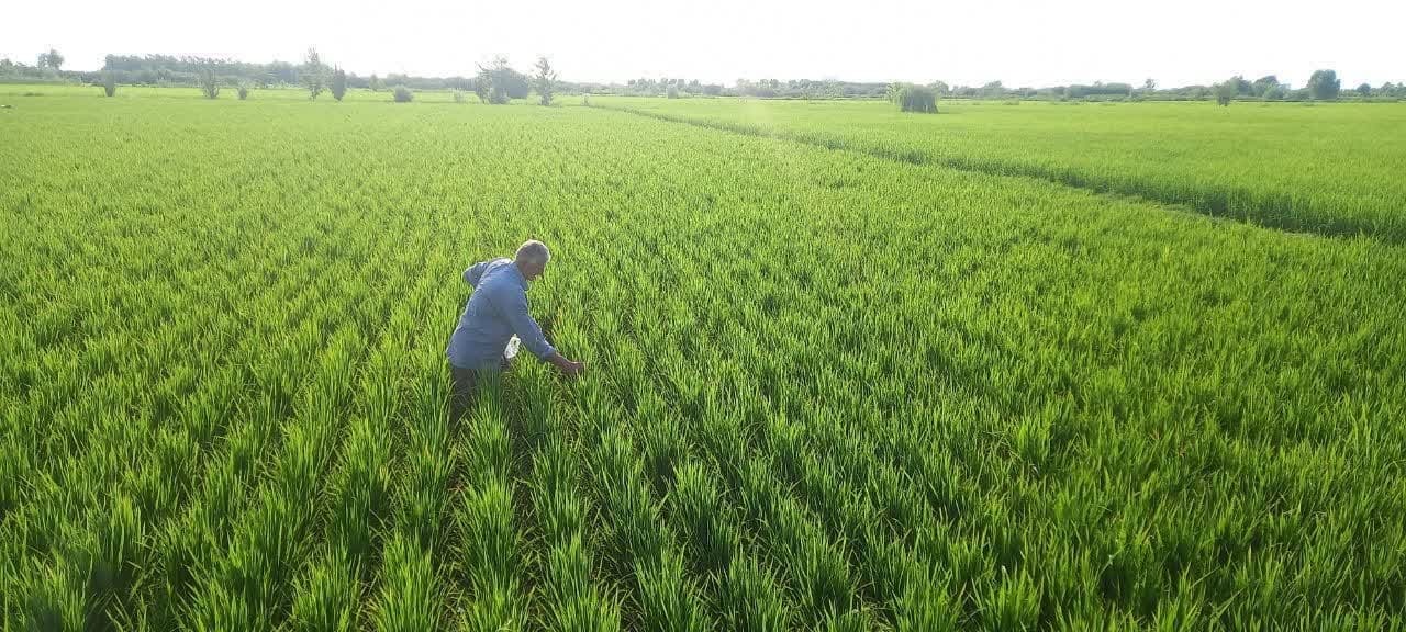 رهاسازی زنبورهای تریکوگراما در ۲۰۰ هکتار شالیزار محمودآباد