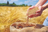 خرید بیش از ۵۰ هزار تن گندم از کشاورزان مازندرانی
