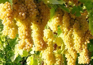 پیش‌بینی برداشت ۱۳ هزار تن انگور از باغات خراسان جنوبی