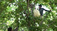 برداشت گیلاس از باغات چهارمحال و بختیاری
