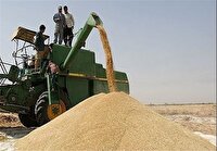 خرید تضمینی گندم از مرز ۱۴۰ هزار تن گذشت