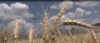 آغاز برداشت گندم از اراضی کشاورزی استان