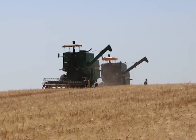 راه اندازی ۵ مرکز خرید گندم در شهرستان اردبیل
