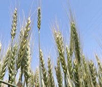 راه اندازی ۵ مرکز خرید گندم در شهرستان اردبیل