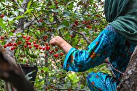 برداشت بیش از ۱۹ هزار تن آلبالو از باغ‌های آذربایجان‌‌غربی