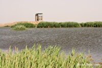 شرایط مطلوب زیستی در تالاب کانی‌برازان
