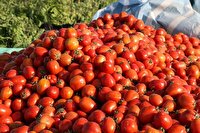 برداشت گوجه فرنگی در  شهرستان طارم