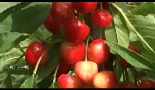 برداشت گیلاس