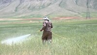 مبارزه با سن گندم تا پایان برداشت محصول
