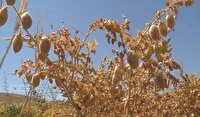 برداشت نخود در مهاباد از ۷۳۰۰ هکتار زمین زراعی آغاز شد