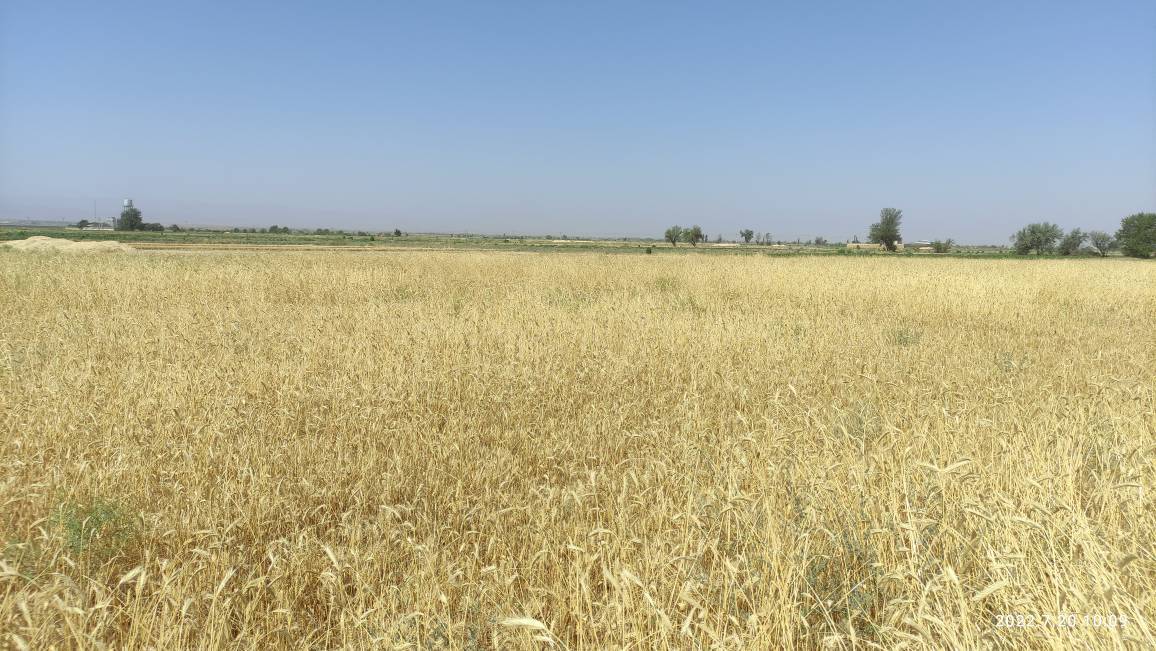 برداشت ۳۰ هزار تن گندم از مزارع جوین